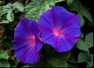 Juego Puzzle De Flores