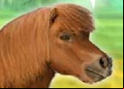 Juego mi querido pony